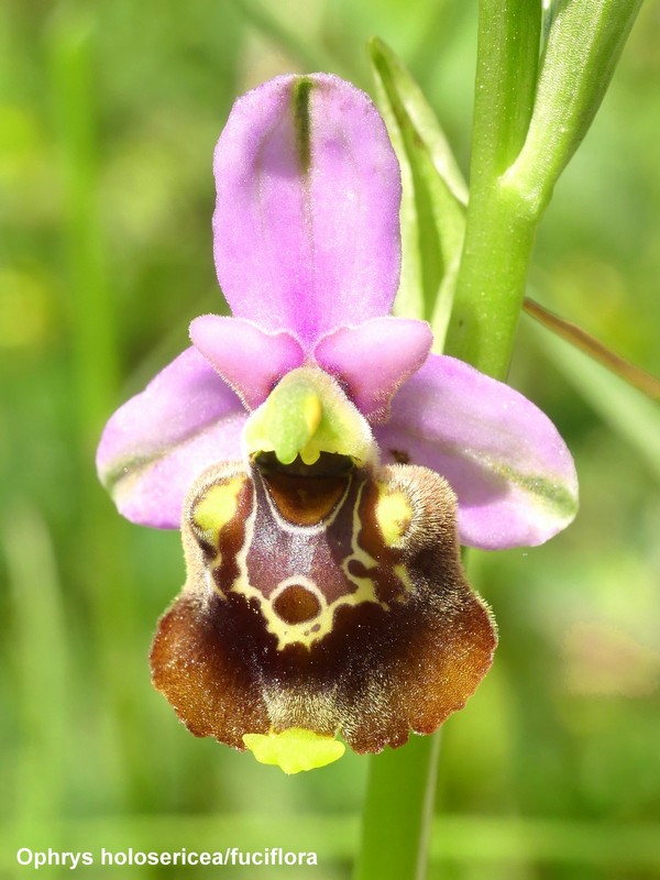 Le orchidee di Cardito, splendide praterie tra il reatino e laquilano.